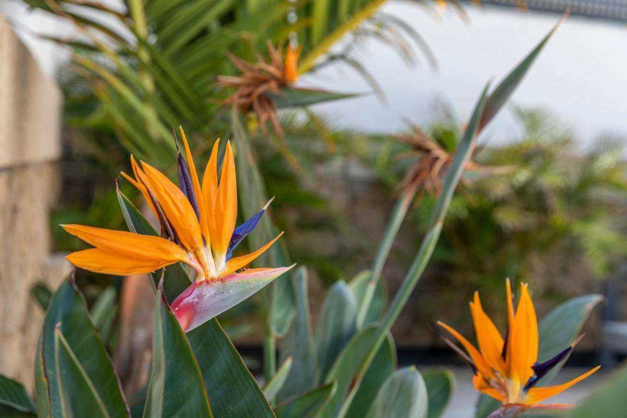 Medano4You The Strelitzia Terrace El Médano المظهر الخارجي الصورة