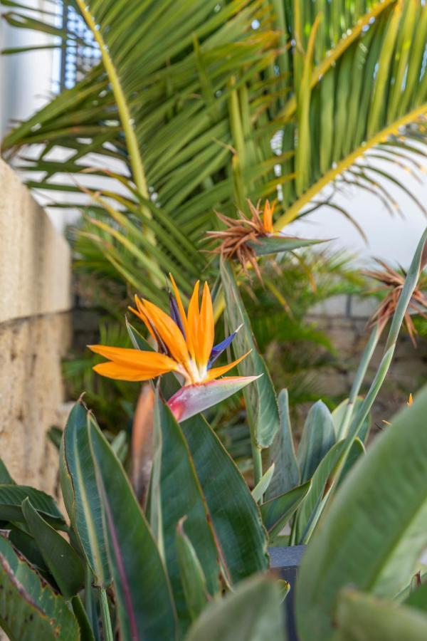 Medano4You The Strelitzia Terrace El Médano المظهر الخارجي الصورة